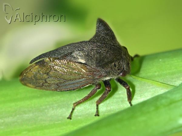 Centrotus cornutus