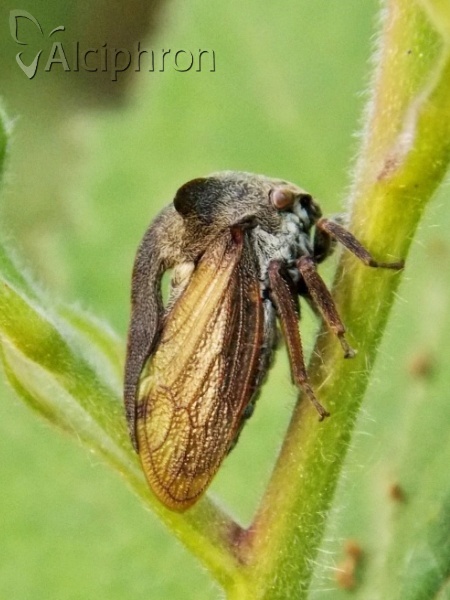 Centrotus cornutus
