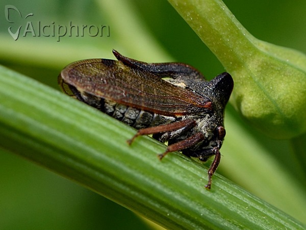 Centrotus cornutus