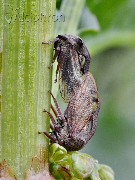 Centrotus cornutus