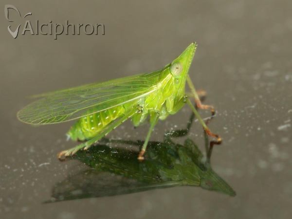 Dictyophara europaea
