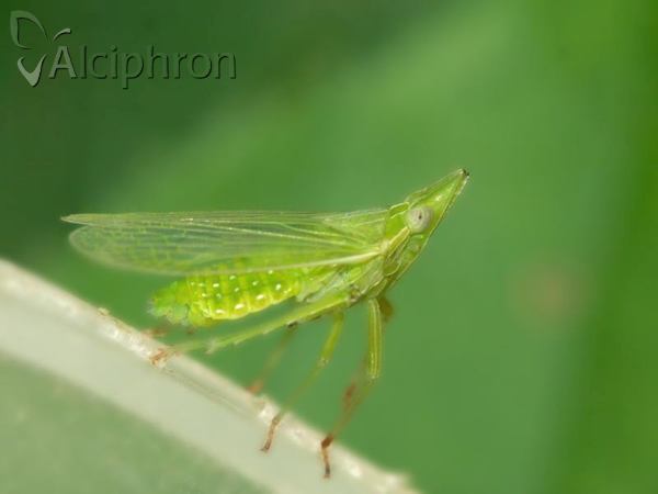 Dictyophara europaea