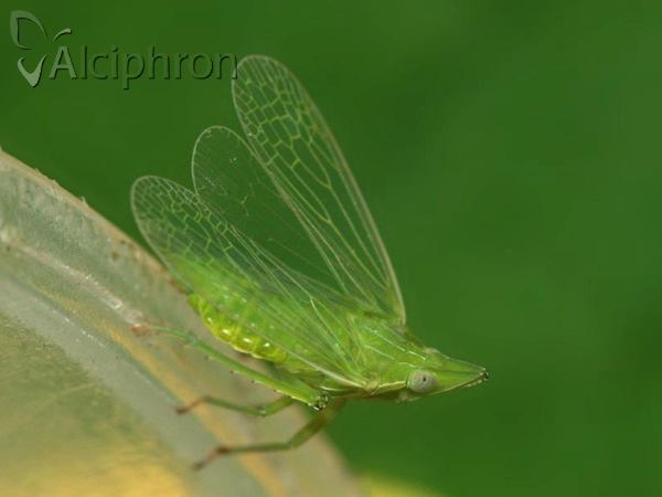 Dictyophara europaea