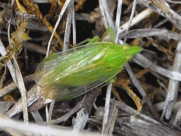 Dictyophara europaea