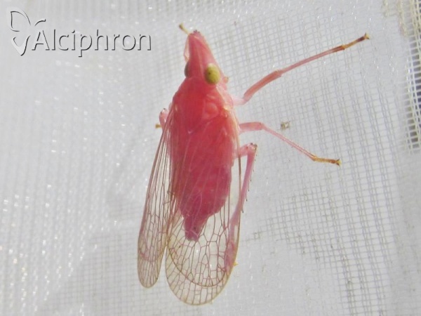 Dictyophara europaea