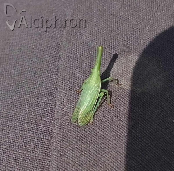 Dictyophara pannonica