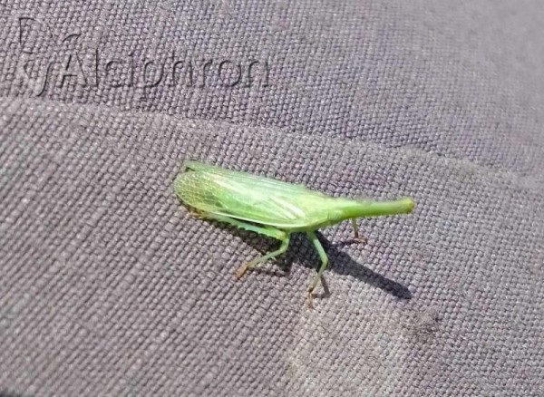 Dictyophara pannonica
