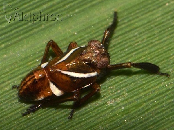 Caliscelis wallengreni