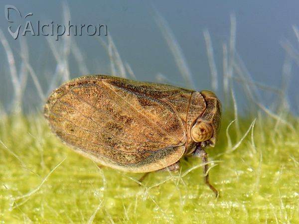 Agalmatium bilobum