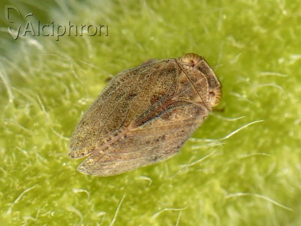 Agalmatium bilobum
