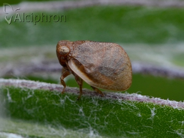 Agalmatium bilobum