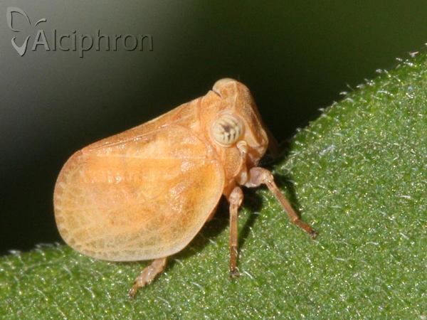 Agalmatium bilobum