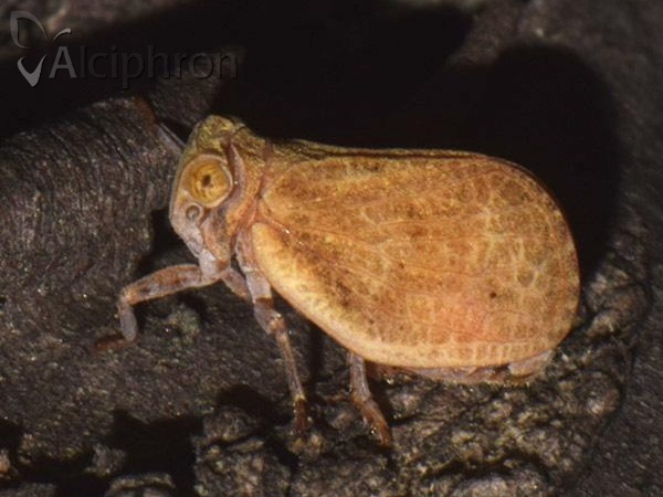 Agalmatium bilobum