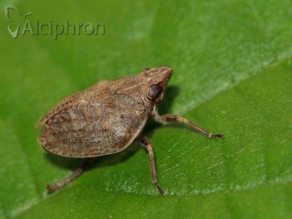 Mycterodus cuniceps