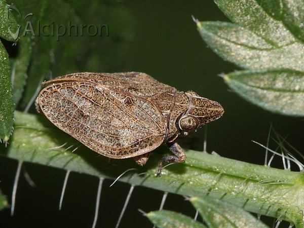 Mycterodus cuniceps