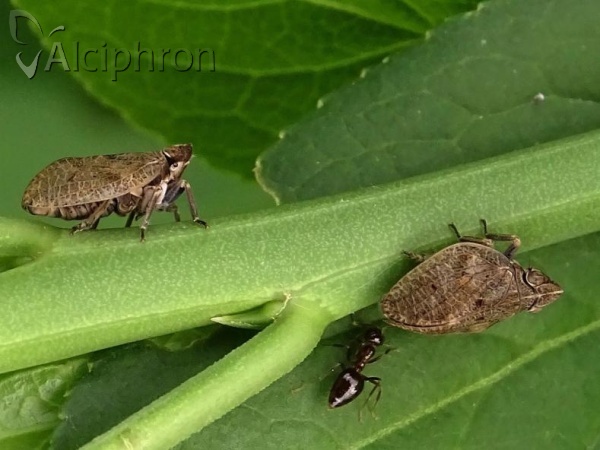 Mycterodus cuniceps