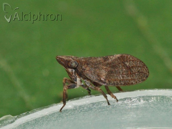 Mycterodus cuniceps