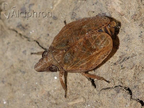 Mycterodus cuniceps