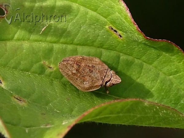 Mycterodus cuniceps