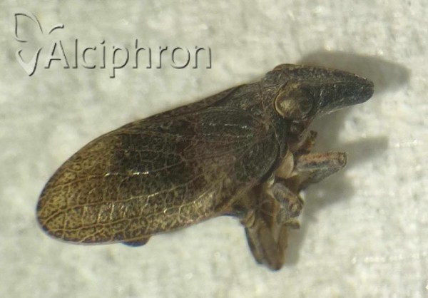 Mycterodus immaculatus