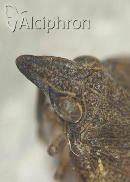 Mycterodus immaculatus