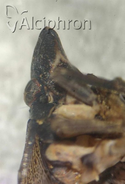 Mycterodus immaculatus