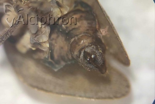 Mycterodus immaculatus