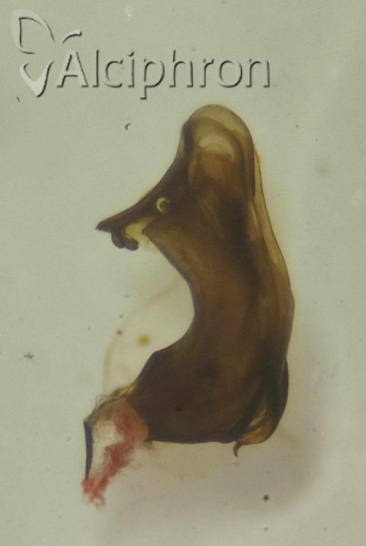 Mycterodus immaculatus