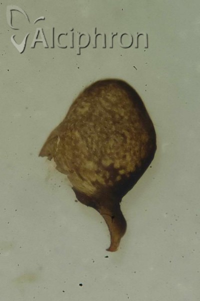 Mycterodus immaculatus