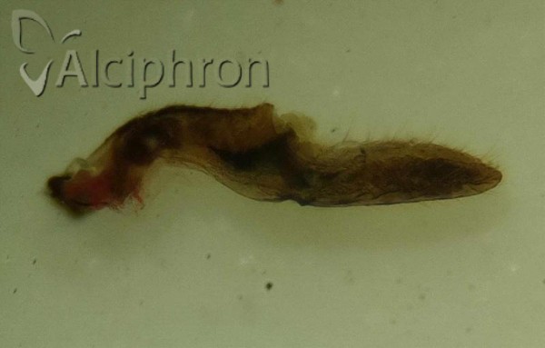 Mycterodus immaculatus