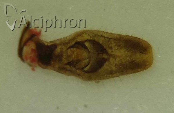 Mycterodus immaculatus