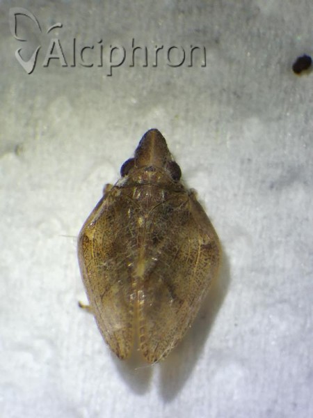 Mycterodus serbicus