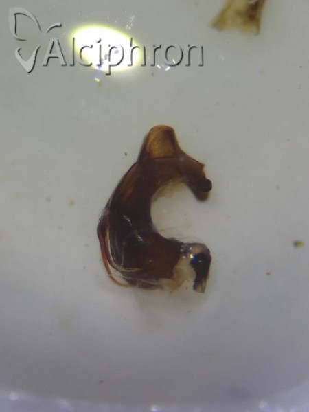 Mycterodus serbicus