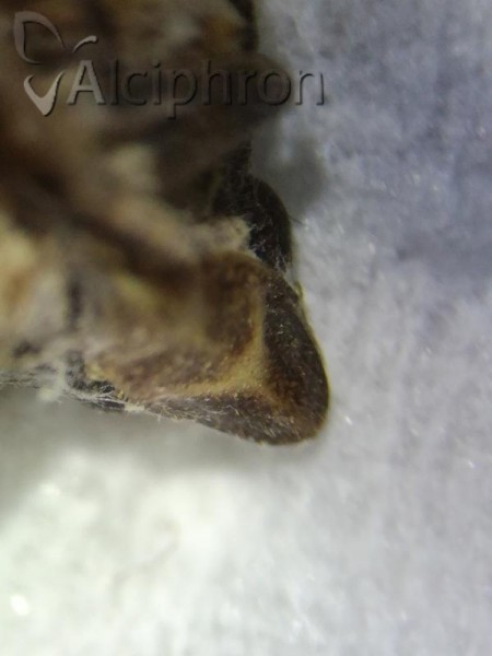 Mycterodus serbicus