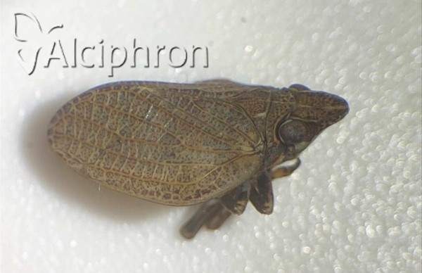 Mycterodus serbicus