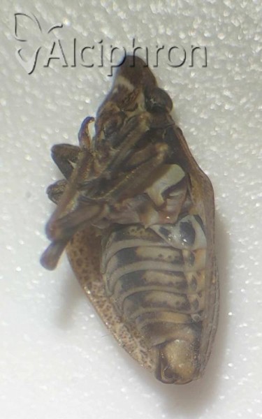 Mycterodus serbicus