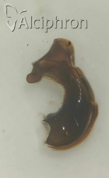 Mycterodus serbicus