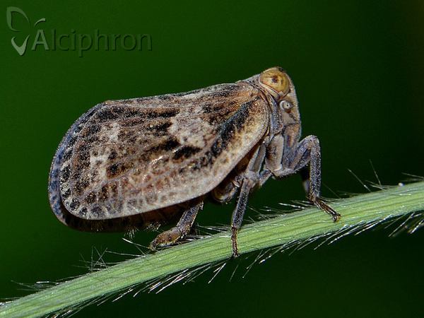 Hysteropterum reticulatum