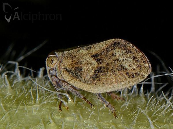 Hysteropterum reticulatum