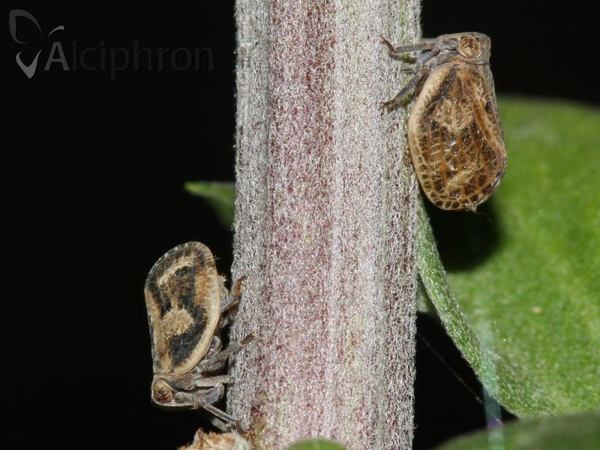 Hysteropterum reticulatum