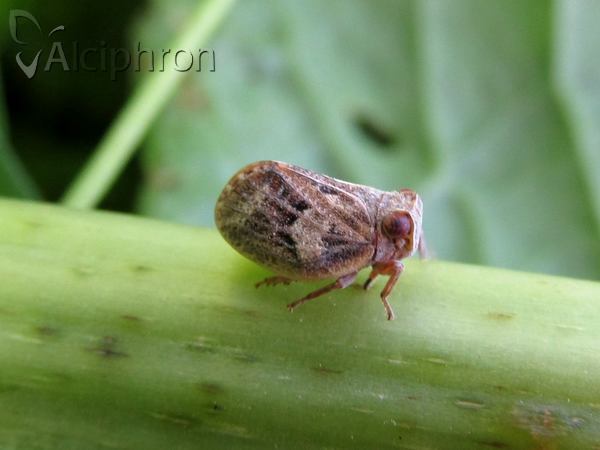 Hysteropterum reticulatum