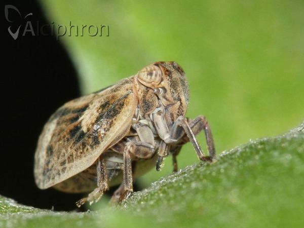 Hysteropterum reticulatum