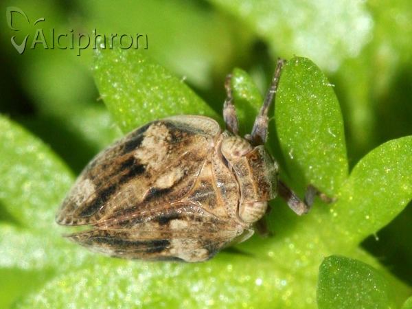 Hysteropterum reticulatum