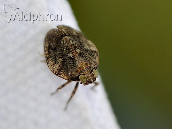 Issus coleoptratus