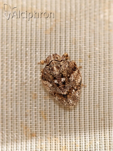 Issus coleoptratus