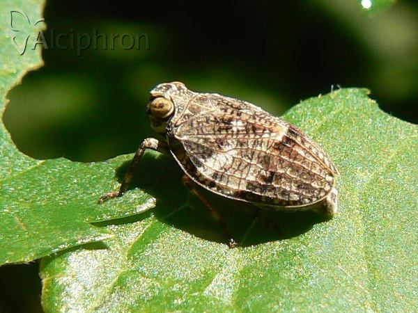 Issus coleoptratus