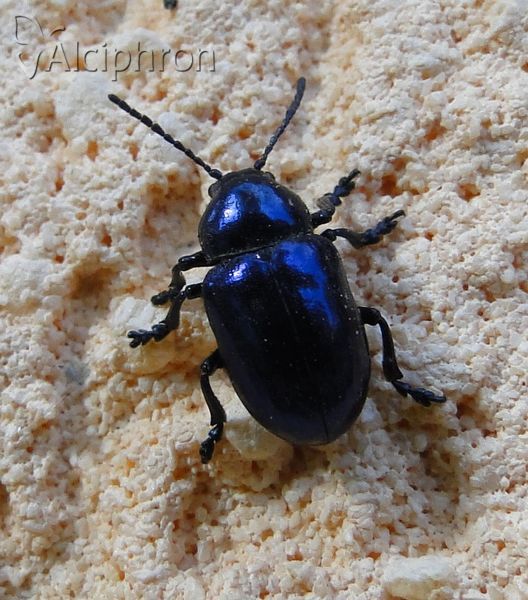 Chrysochus asclepiadeus