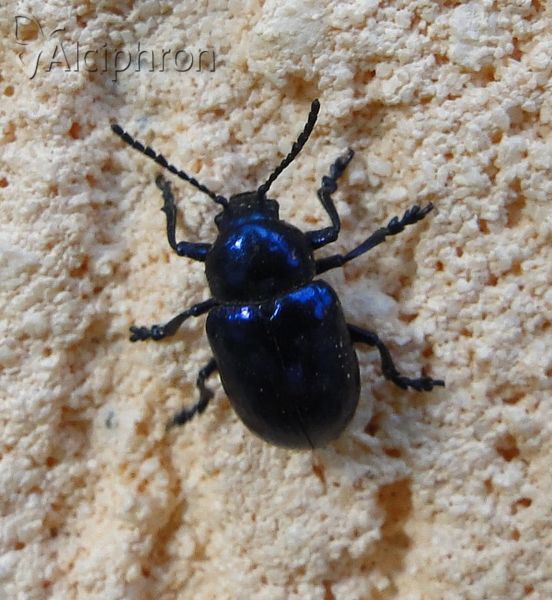 Chrysochus asclepiadeus
