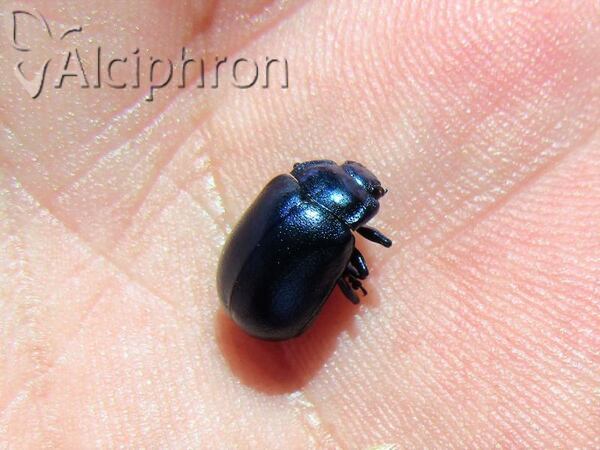 Chrysochus asclepiadeus