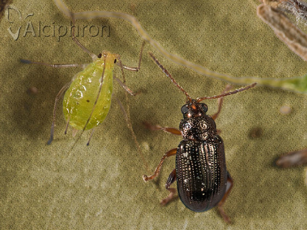 Floricola ulema